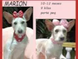 Marion