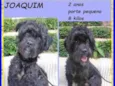 Joaquim