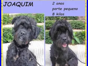 Cachorro raça SRD-ViraLata idade 2 anos nome Joaquim