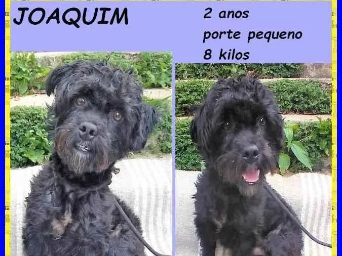 Cachorro ra a SRD-ViraLata idade 2 anos nome Joaquim
