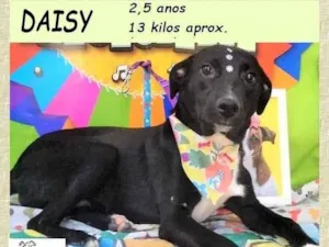 Cachorro raça SRD-ViraLata idade 2 anos nome Daisy