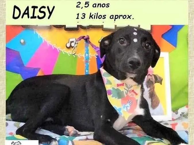 Cachorro ra a SRD-ViraLata idade 2 anos nome Daisy