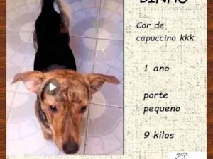 Cachorro raça SRD-ViraLata idade 1 ano nome Binho
