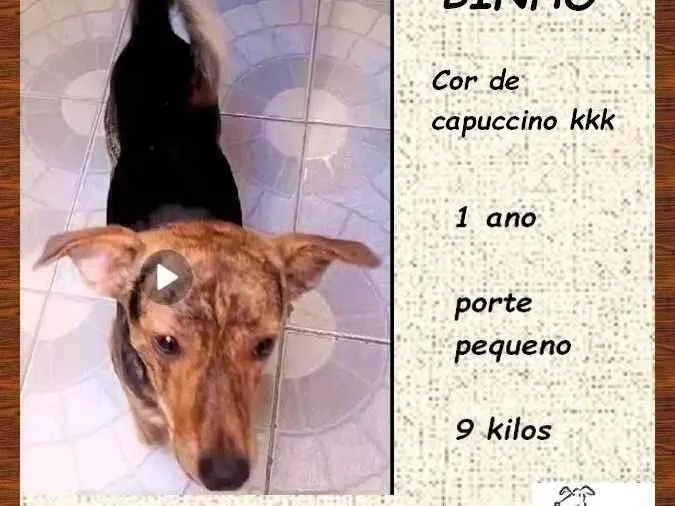 Cachorro ra a SRD-ViraLata idade 1 ano nome Binho