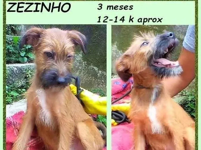 Cachorro ra a SRD-ViraLata idade 2 a 6 meses nome Zezinho