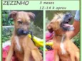 Zezinho