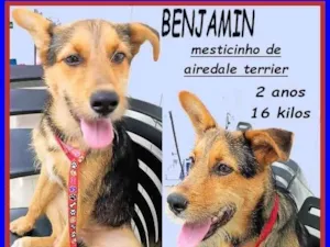 Cachorro raça SRD-ViraLata idade 2 anos nome Benjamin