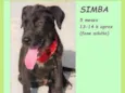 Simba