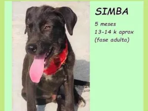Cachorro raça SRD-ViraLata idade 2 a 6 meses nome Simba
