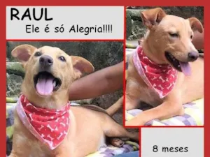 Cachorro raça SRD-ViraLata idade 7 a 11 meses nome Raul
