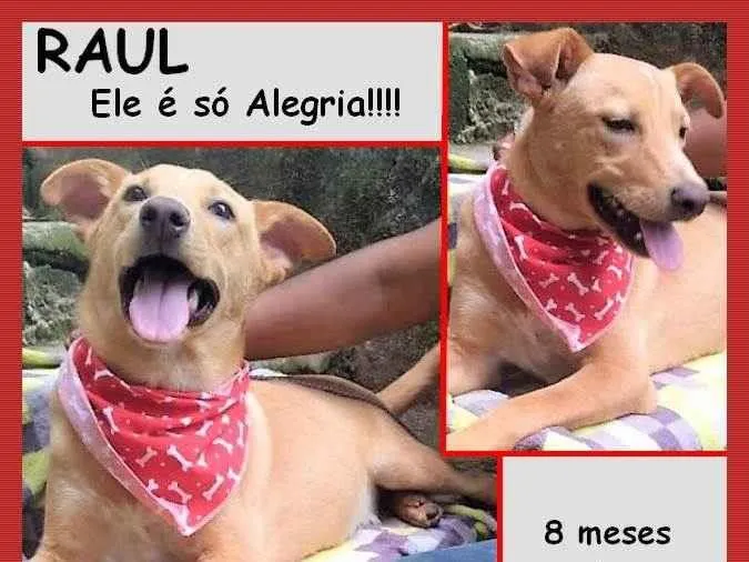 Cachorro ra a SRD-ViraLata idade 7 a 11 meses nome Raul