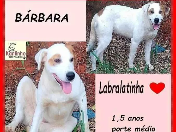 Cachorro ra a Labrador idade 1 ano nome Bárbara
