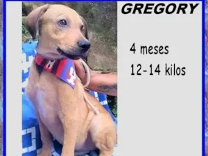 Cachorro raça SRD-ViraLata idade 2 a 6 meses nome Gregory