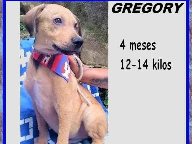 Cachorro ra a SRD-ViraLata idade 2 a 6 meses nome Gregory