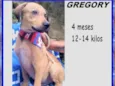 Gregory