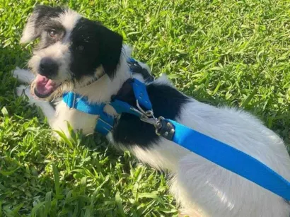 Cachorro raça SRD-ViraLata idade 7 a 11 meses nome Paçoca 
