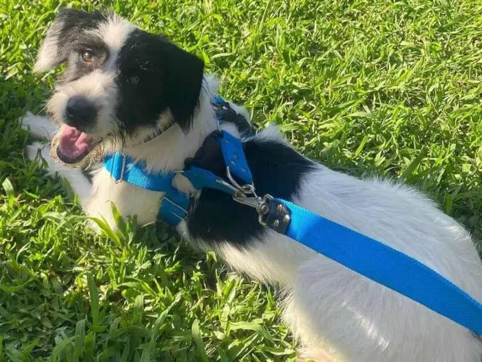 Cachorro ra a SRD-ViraLata idade 7 a 11 meses nome Paçoca 