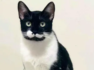 Gato raça SRD-ViraLata idade 4 anos nome Tony