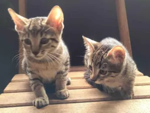 Gato raça SRD-ViraLata idade 2 a 6 meses nome Gatos
