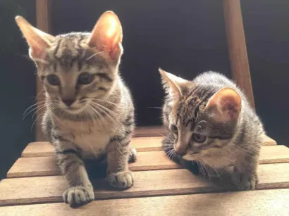 Gato raça SRD-ViraLata idade 2 a 6 meses nome Gatos