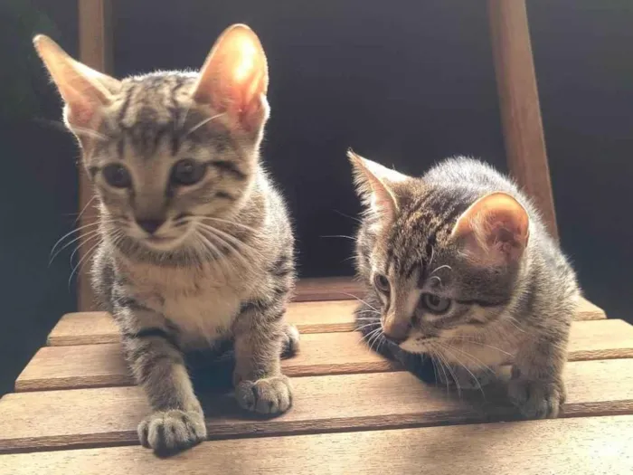 Gato ra a SRD-ViraLata idade 2 a 6 meses nome Gatos