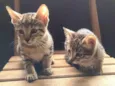 Gatos