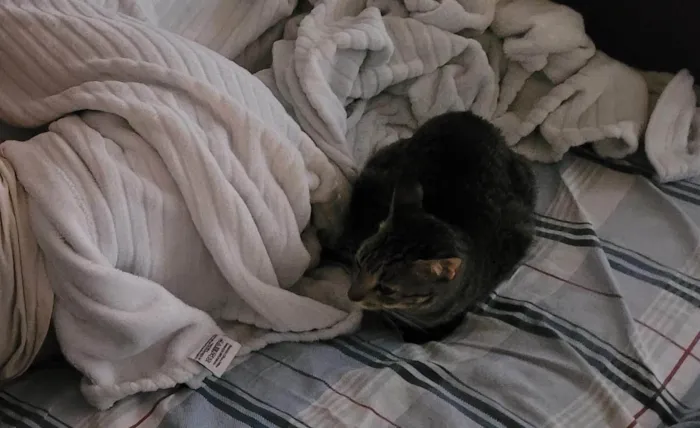 Gato ra a SRD-ViraLata idade 3 anos nome Zelda
