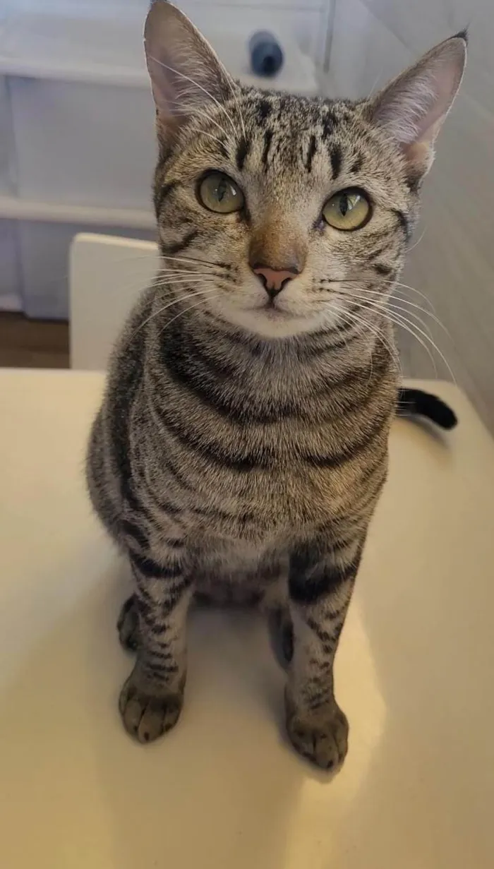 Gato ra a SRD-ViraLata idade 3 anos nome Zelda