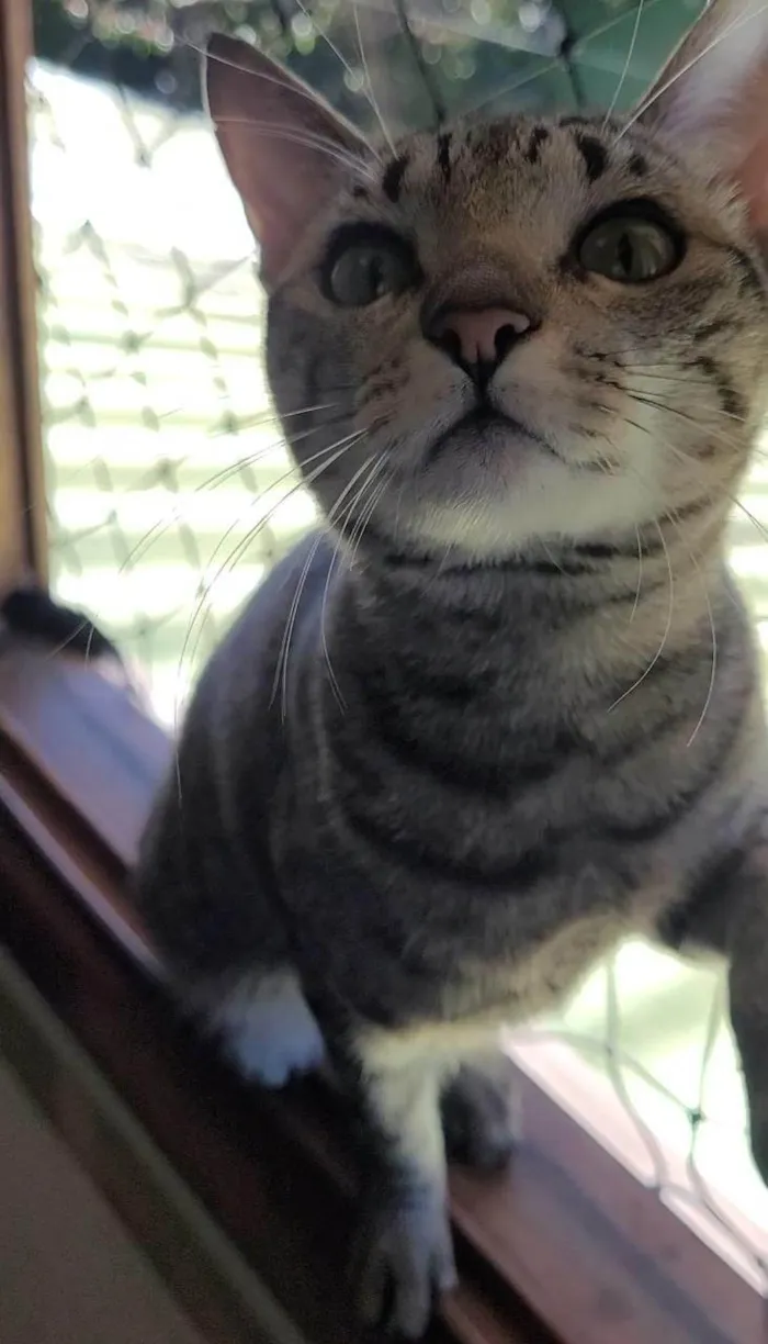 Gato ra a SRD-ViraLata idade 3 anos nome Zelda