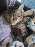 Zelda