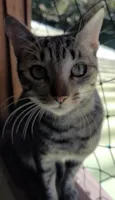 Zelda