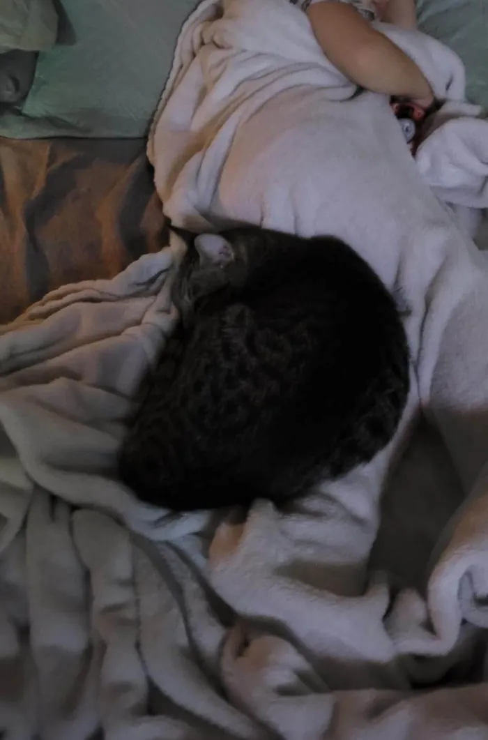 Gato ra a SRD-ViraLata idade 3 anos nome Zelda