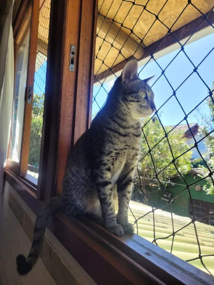 Gato ra a SRD-ViraLata idade 3 anos nome Zelda