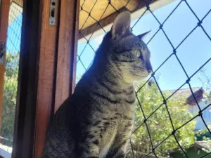 Gato raça SRD-ViraLata idade 3 anos nome Zelda
