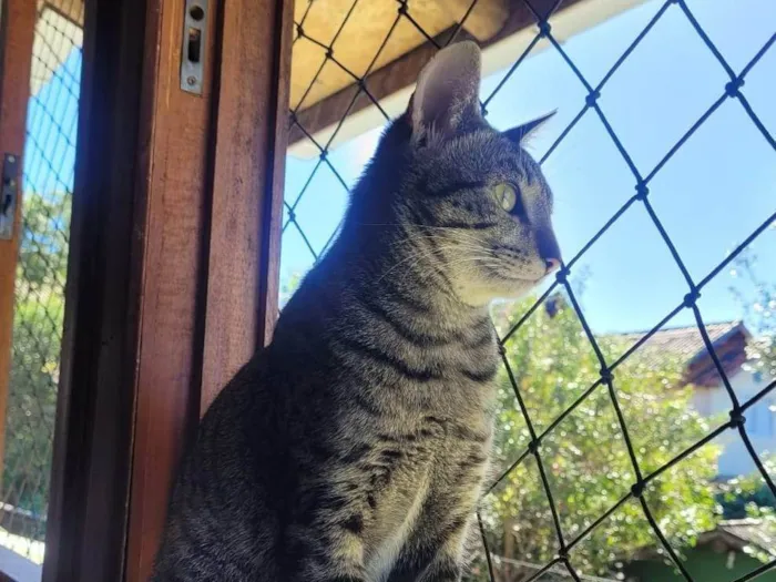 Gato ra a SRD-ViraLata idade 3 anos nome Zelda