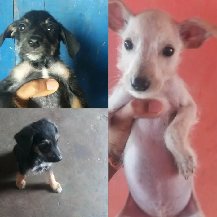 Cachorro ra a SRD-ViraLata idade 2 a 6 meses nome A DEFINIR