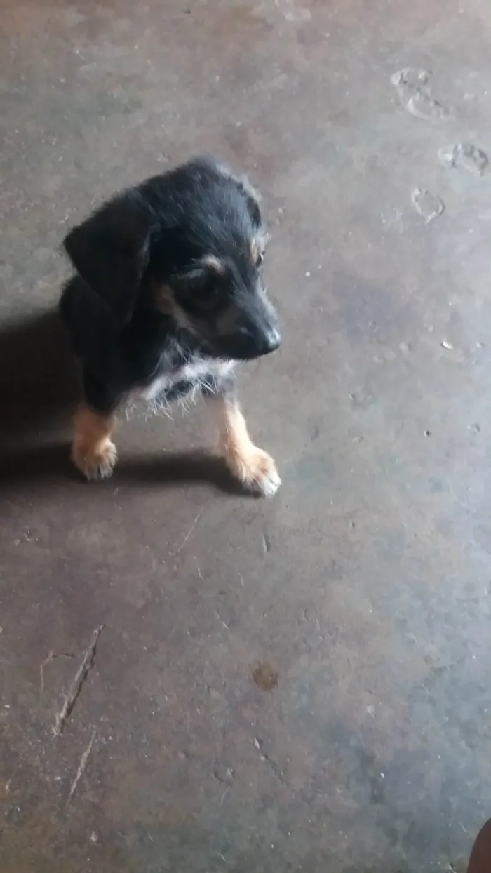 Cachorro ra a SRD-ViraLata idade 2 a 6 meses nome A DEFINIR