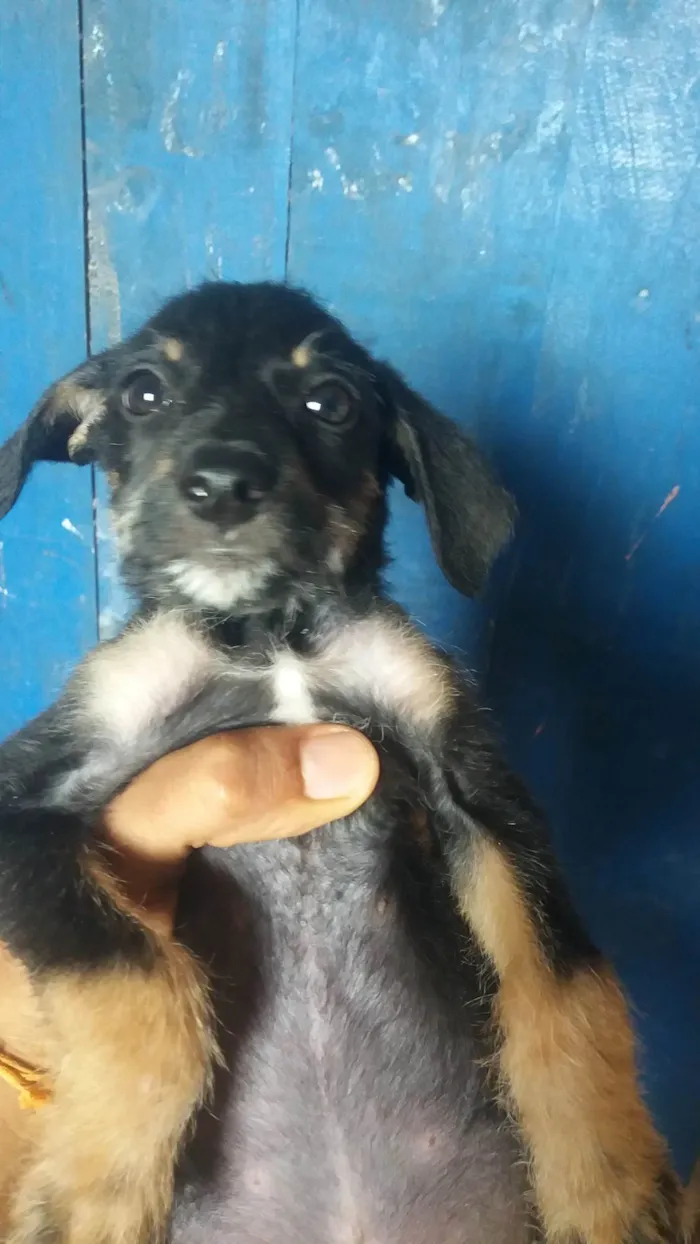 Cachorro ra a SRD-ViraLata idade 2 a 6 meses nome A DEFINIR