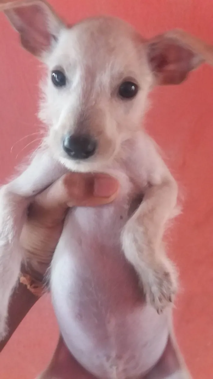 Cachorro ra a SRD-ViraLata idade 2 a 6 meses nome A DEFINIR