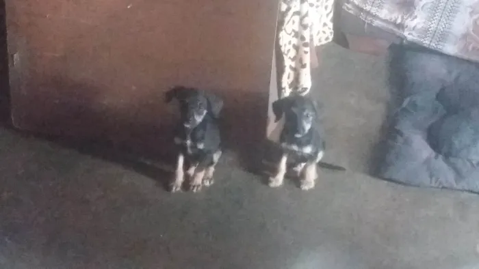 Cachorro ra a SRD-ViraLata idade 2 a 6 meses nome A DEFINIR