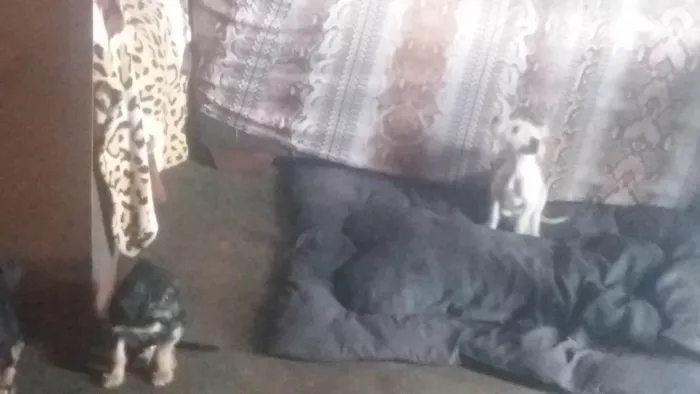 Cachorro ra a SRD-ViraLata idade 2 a 6 meses nome A DEFINIR