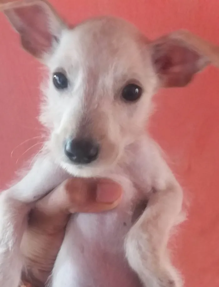 Cachorro ra a SRD-ViraLata idade 2 a 6 meses nome A DEFINIR