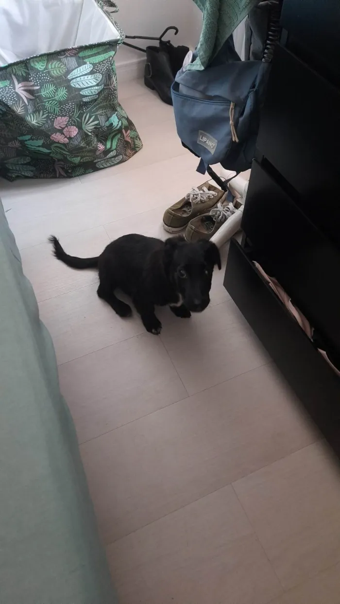 Cachorro ra a SRD-ViraLata idade 2 a 6 meses nome Neném
