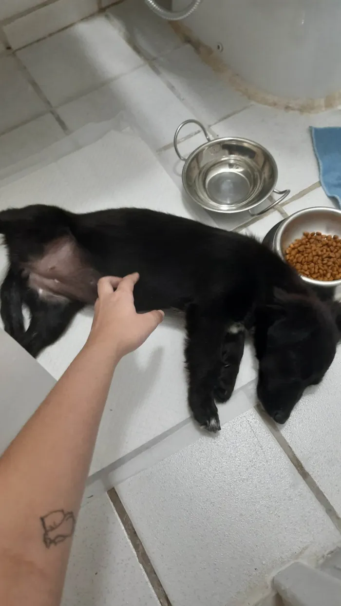 Cachorro ra a SRD-ViraLata idade 2 a 6 meses nome Neném