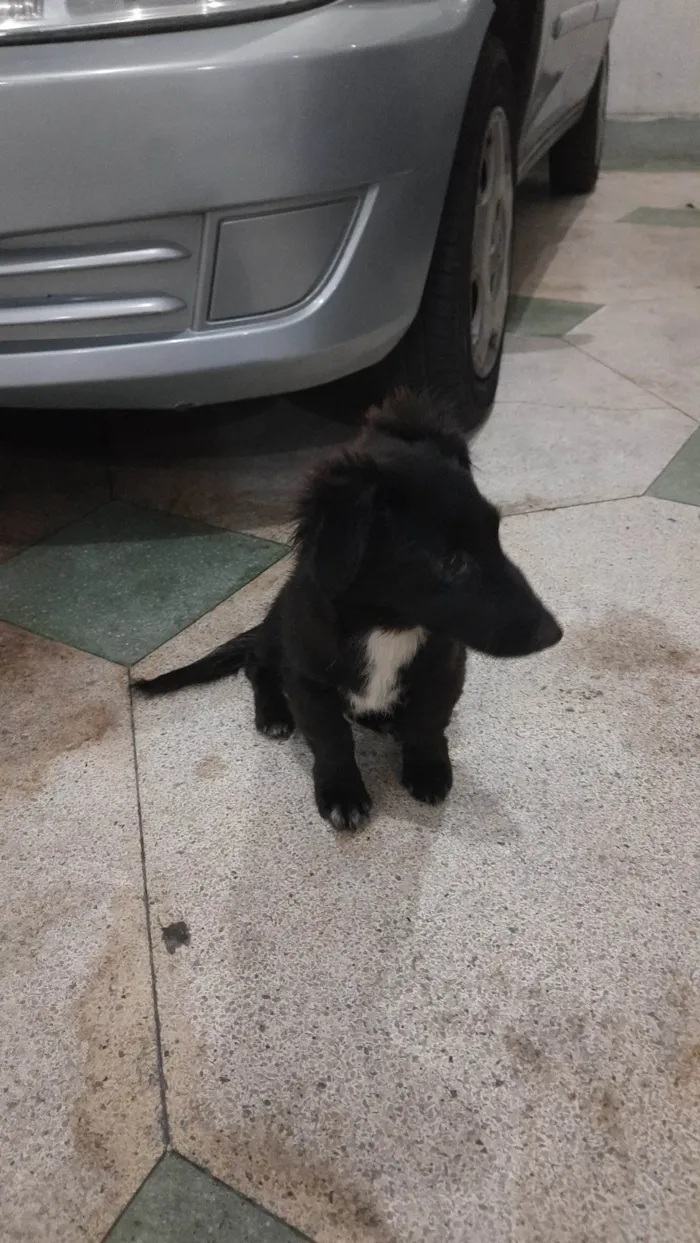 Cachorro ra a SRD-ViraLata idade 2 a 6 meses nome Neném