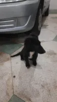 Neném