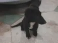 Neném