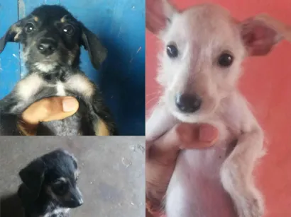 Cachorro raça SRD-ViraLata idade 2 a 6 meses nome A DEFINIR