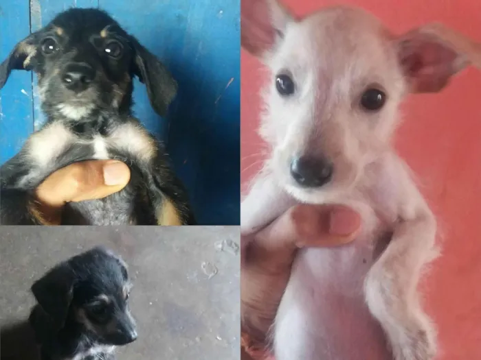Cachorro ra a SRD-ViraLata idade 2 a 6 meses nome A DEFINIR