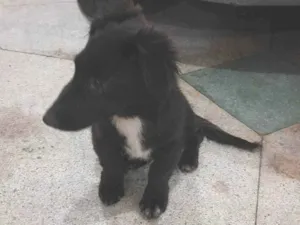 Cachorro raça SRD-ViraLata idade 2 a 6 meses nome Neném